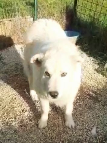 CANE IN ADOZIONE: GREG - Foto 9