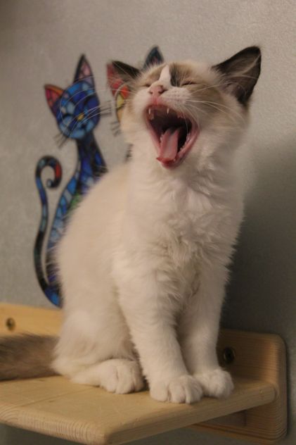 Ragdoll cuccioli - Foto 9