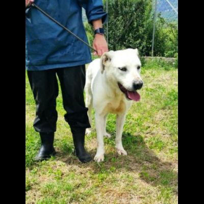 NEVE MERAVIGLIOSA, ASPETTA DA TEMPO LA SUA OCCASIONE CAGNOLONA IN ADOZIONE - Foto 2