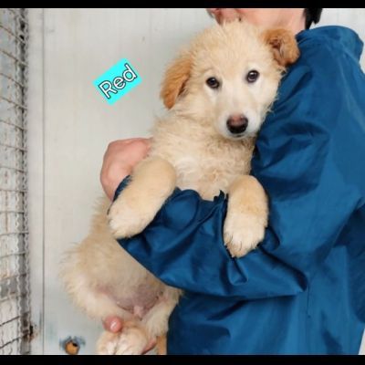 CUCCIOLI IN ADOZIONE - Foto 7