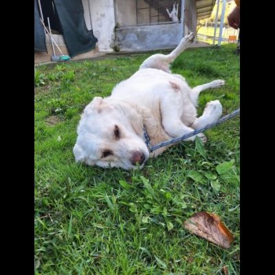 MARIA MERAVIGLIOSA e SOCIEVOLE, CANE IN ADOZIONE - Foto 5
