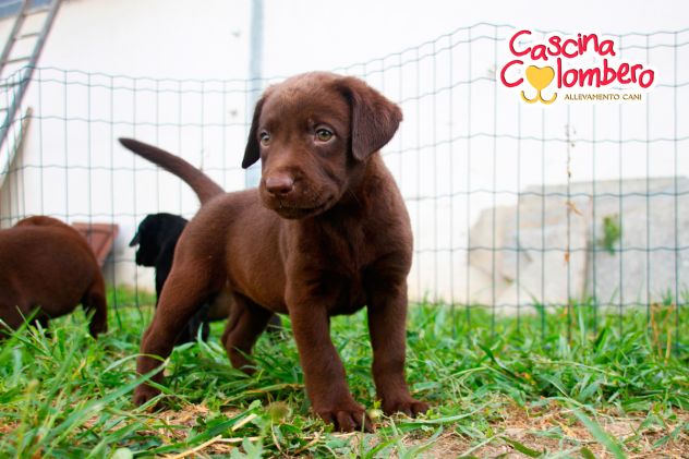 LABRADOR RETRIEVER CUCCIOLI CIOCCOLATO - Foto 3