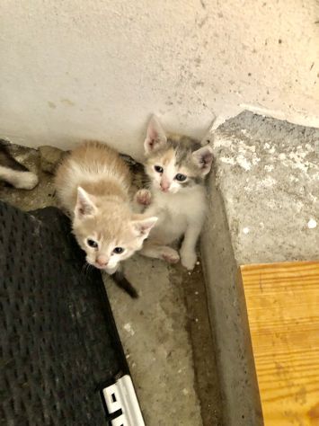 3 splendide gattine di solo 2 mesi - Foto 9