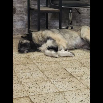 Meravigliosa PRINCESSE CAGNOLONA IN ADOZIONE - Foto 6