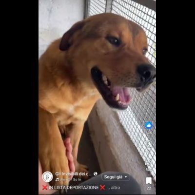 SIGFRIDO LA DOLCEZZA FATTA CANE, CANE IN ADOZIONE