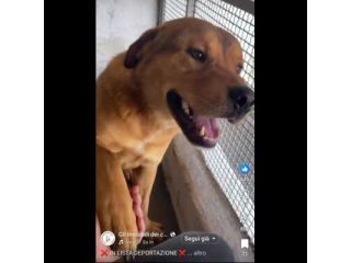SIGFRIDO LA DOLCEZZA FATTA CANE, CANE IN ADOZIONE