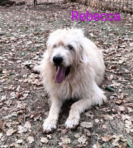 REBECCA 9anni rimasta sola! Dolce past. Vandeano