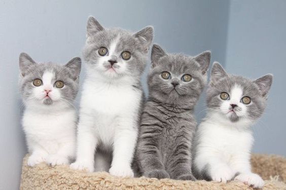 British shorthair bianco e blu