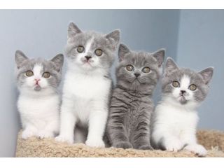 British shorthair bianco e blu