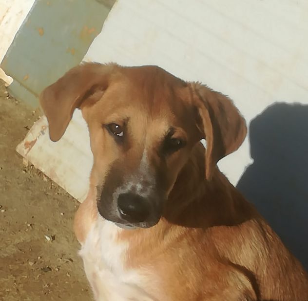 Stupendi cucciolotti in cerca di casa - Foto 9