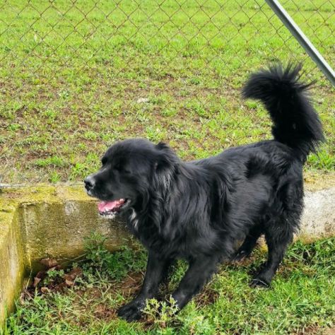 CANE IN ADOZIONE: NADAL, adorabile tenerone. - Foto 7