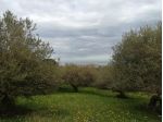 Terreno verde agricolo vista mare