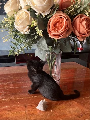Meravigliosi gattini - Foto 4