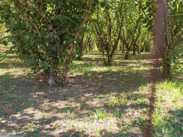 Agricolo in Via Bosco Magliano - Foto 15