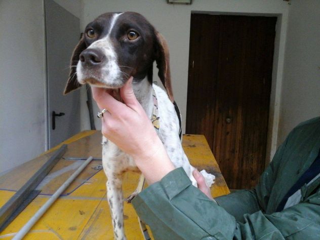 PINKY, bellissima pointer dal carattere d'oro - Foto 2