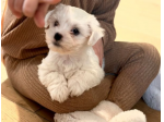 Adozione Maltese Toy Cuccioli