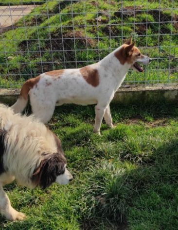 CATELLO: cagnolino in adozione - Foto 7