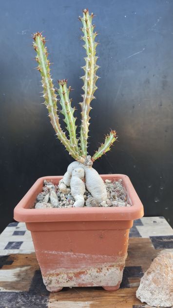 Cactus Caudex Bonsai -  Euphorbia Knutii - RARA! - Foto 2