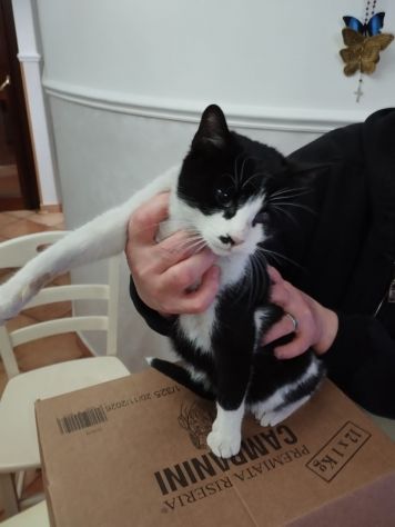 FRUTTELLA, non vede da un'occhietto... - Foto 7