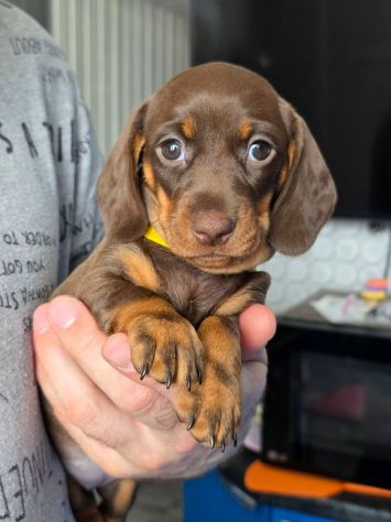 piccoli di bassotto