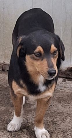 GINO 3 ANNI 13 KG taglia media piccola ANCHE TU SEI IN CANILE… - Foto 2