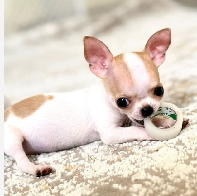 DISPONIBILI CUCCIOLI DI CHIHUAHUA