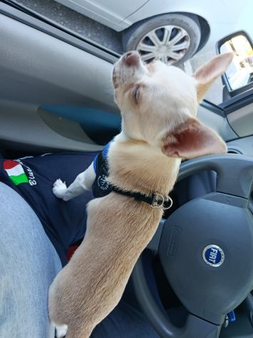 Chihuahua cerca cagnolina - Foto 4