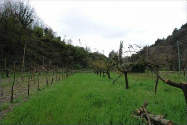 Seminativo in vendita a Fosdinovo - Foto 4