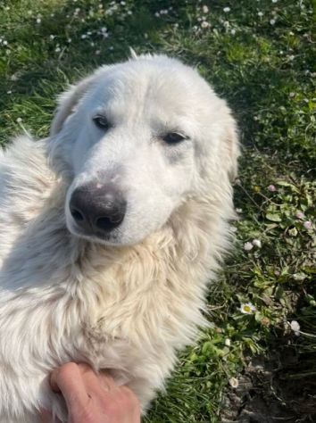 JERRY 2anni splendido maremmano - simpatico! - Foto 4