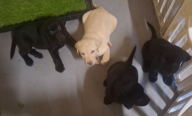 Disponibili cuccioli di labrador - Foto 2