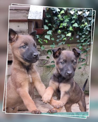 Allevamento Pastore Belga Malinois Cuccioli Pedigree ENCI