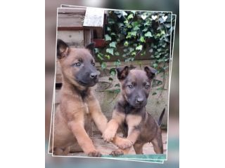 Allevamento Pastore Belga Malinois Cuccioli Pedigree ENCI