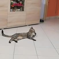 regalo gatta europea nome Sheila