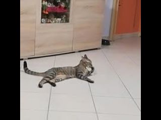 regalo gatta europea  nome Sheila