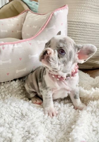 Bouledogue francese - french bulldog pagamento personalizzato