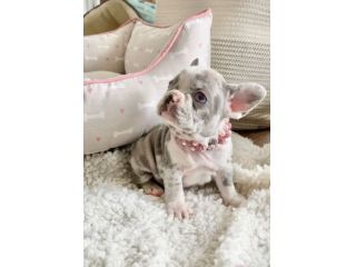 Bouledogue francese - french bulldog pagamento personalizzato