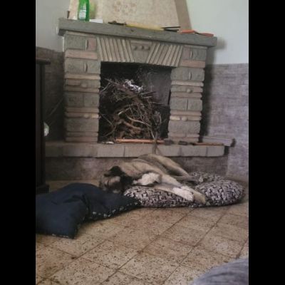 Meravigliosa PRINCESSE CAGNOLONA IN ADOZIONE - Foto 4