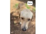 Kora simil labrador