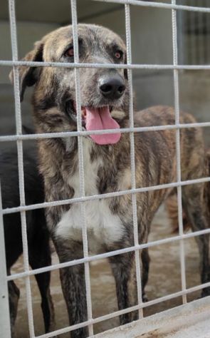CANE IN ADOZIONE: TIAGO - Foto 4