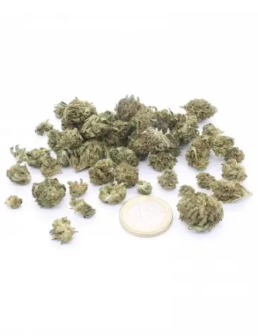 Harlequin Popcorn - Foto 2