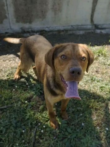 LENNON CANE IN ADOZIONE - Foto 2