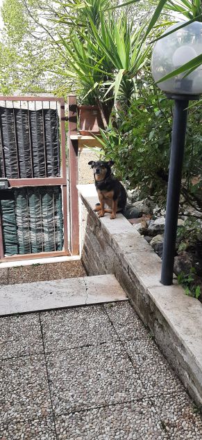 PENSIONE CASALINGA PER CANI - Foto 3