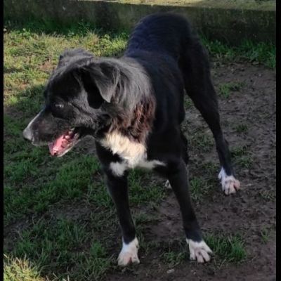 BENNY TENERO E AFFETTUOSO, CAGNOLINO IN ADOZIONE - Foto 5
