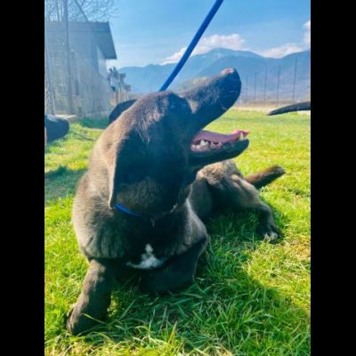 LEO, simil labrador, CANE IN ADOZIONE - Foto 3
