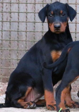 Dobermann cuccioli - Foto 2