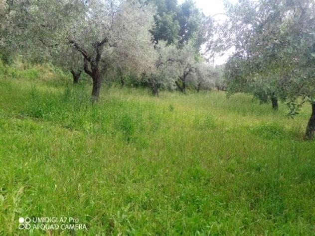 Uliveto in vendita a Lanciano - Foto 4