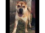 ROCCO SPLENDIDO SHAR PEI CANE IN ADOZIONE