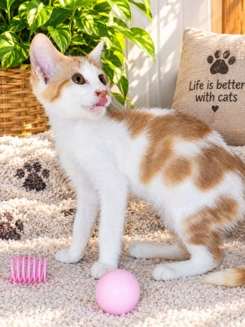 🧡 Papaya cerca casa - Foto 2