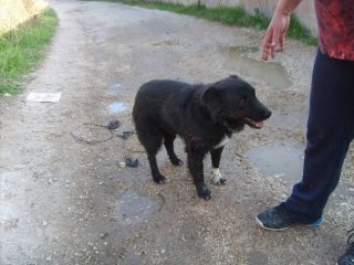 LEO, dolcissimo cagnolino abbandonato
