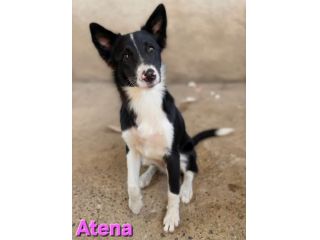 ATENA
